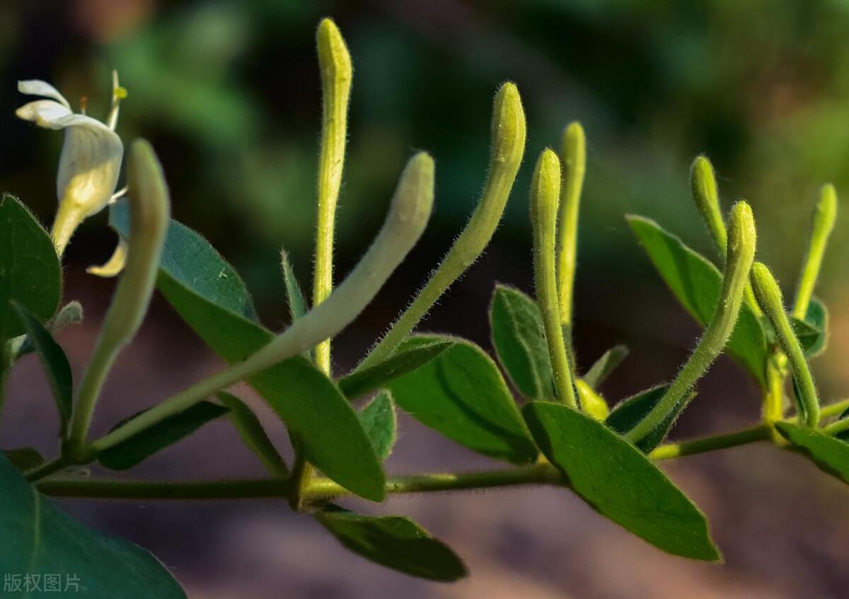 2023十大农业种植致富项目推荐,2022年最赚钱的农业行业有哪些