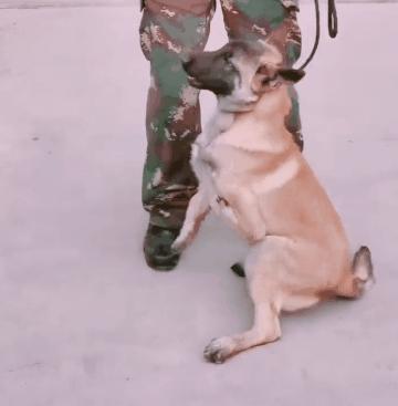 警犬巴顿有多凶猛,帅网红警犬巴顿训练视频