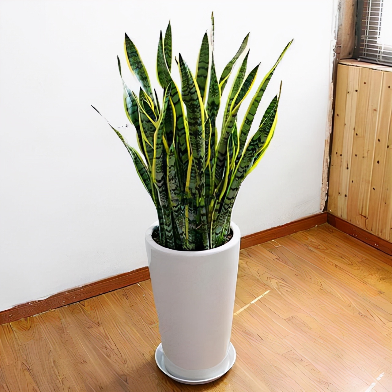 教你扦插大法扦插什么植物都能活,扦插小技巧栽培小妙招