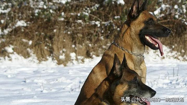世界名犬大赛全程视频,世界名犬狗狗品种大全