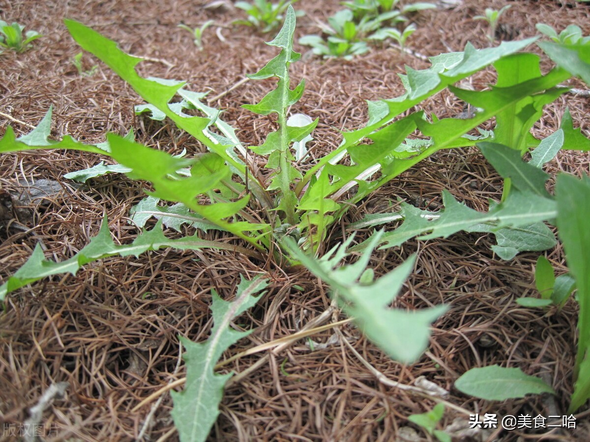 这3种野菜春天食用既美味又养生,北方地里春天都有哪些野菜可以吃