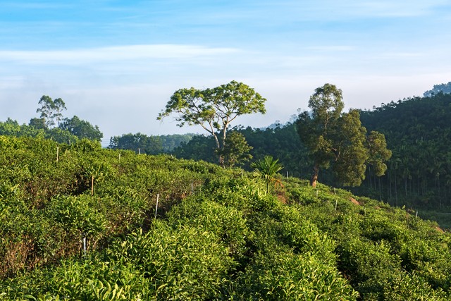 海南的茶叶和咖啡,海南的茶叫什么