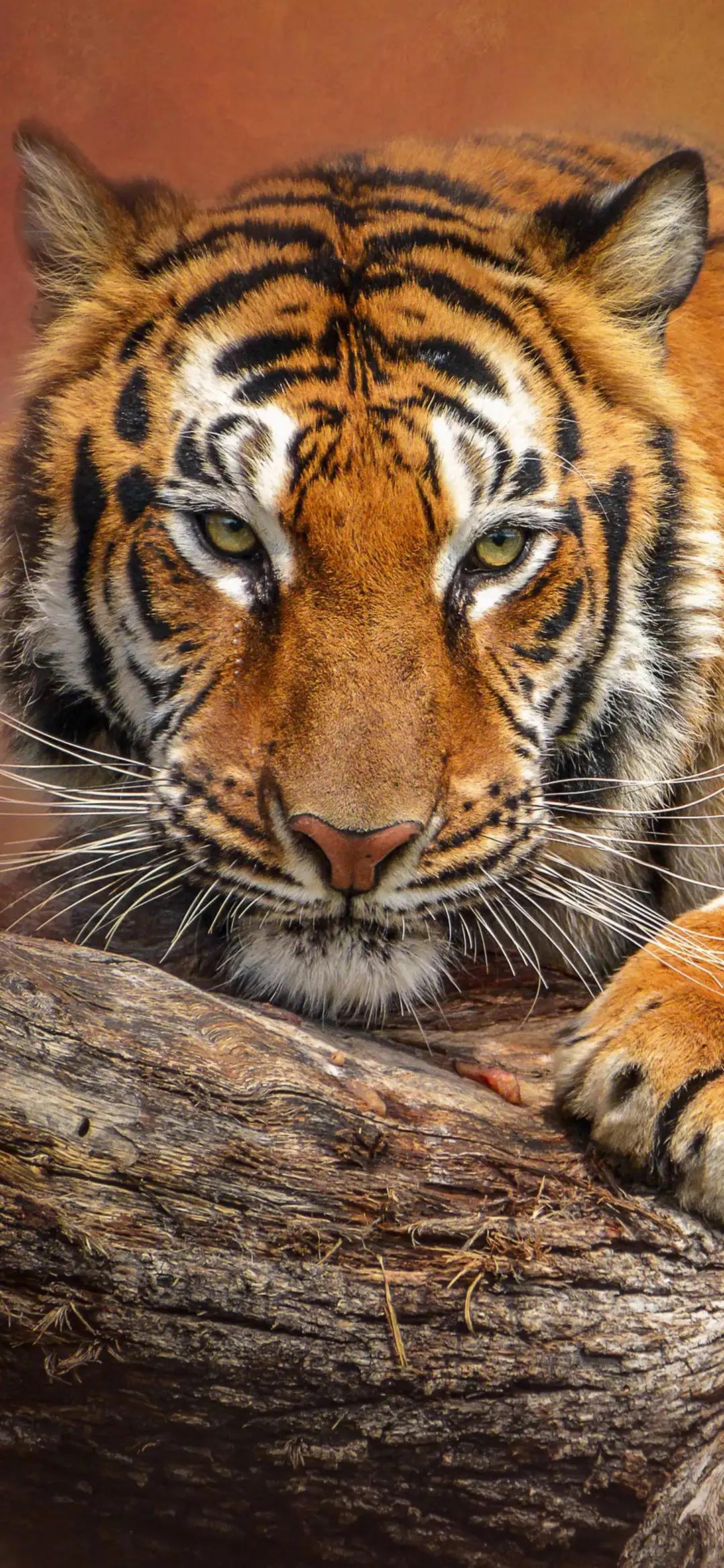 戏说老虎图文杂汇