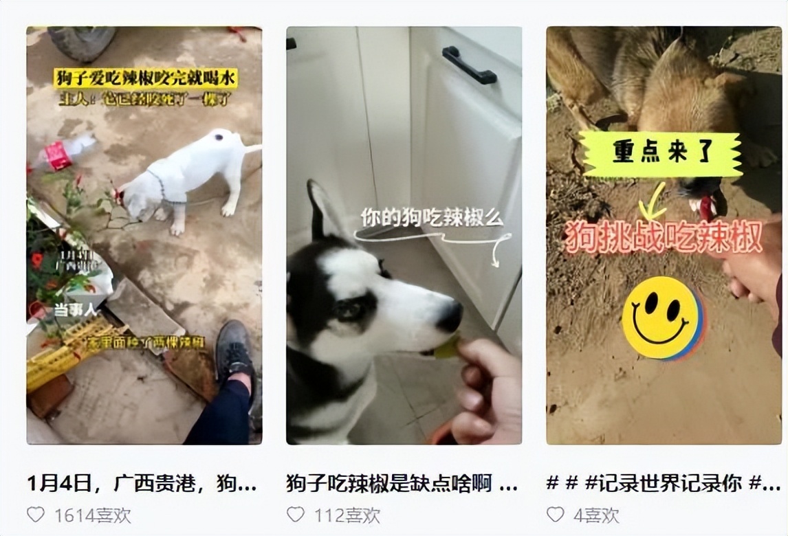 网红女主播吃大白鲨调查后续,网红被爆料吃大白鲨