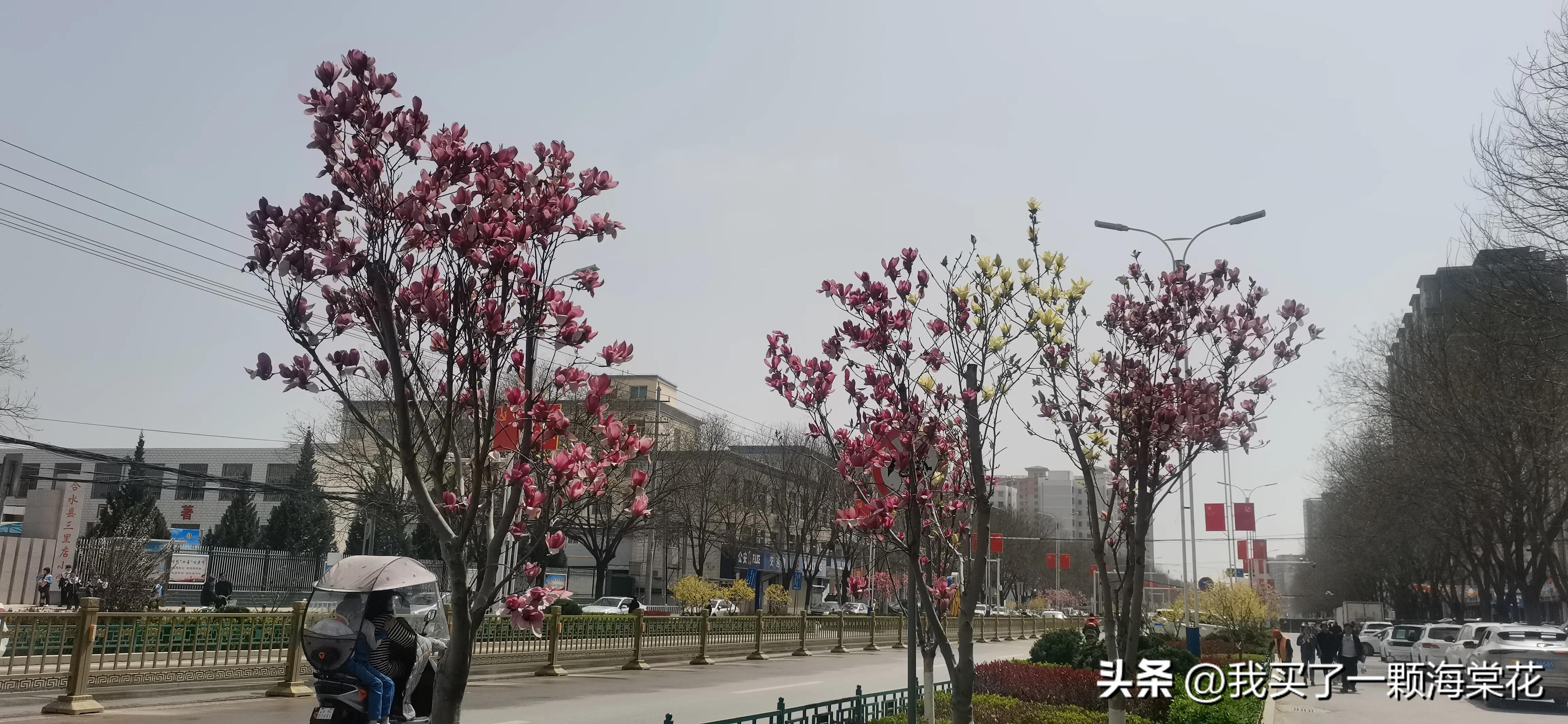 春寒料峭玉兰花开,春意渐浓玉兰花图片