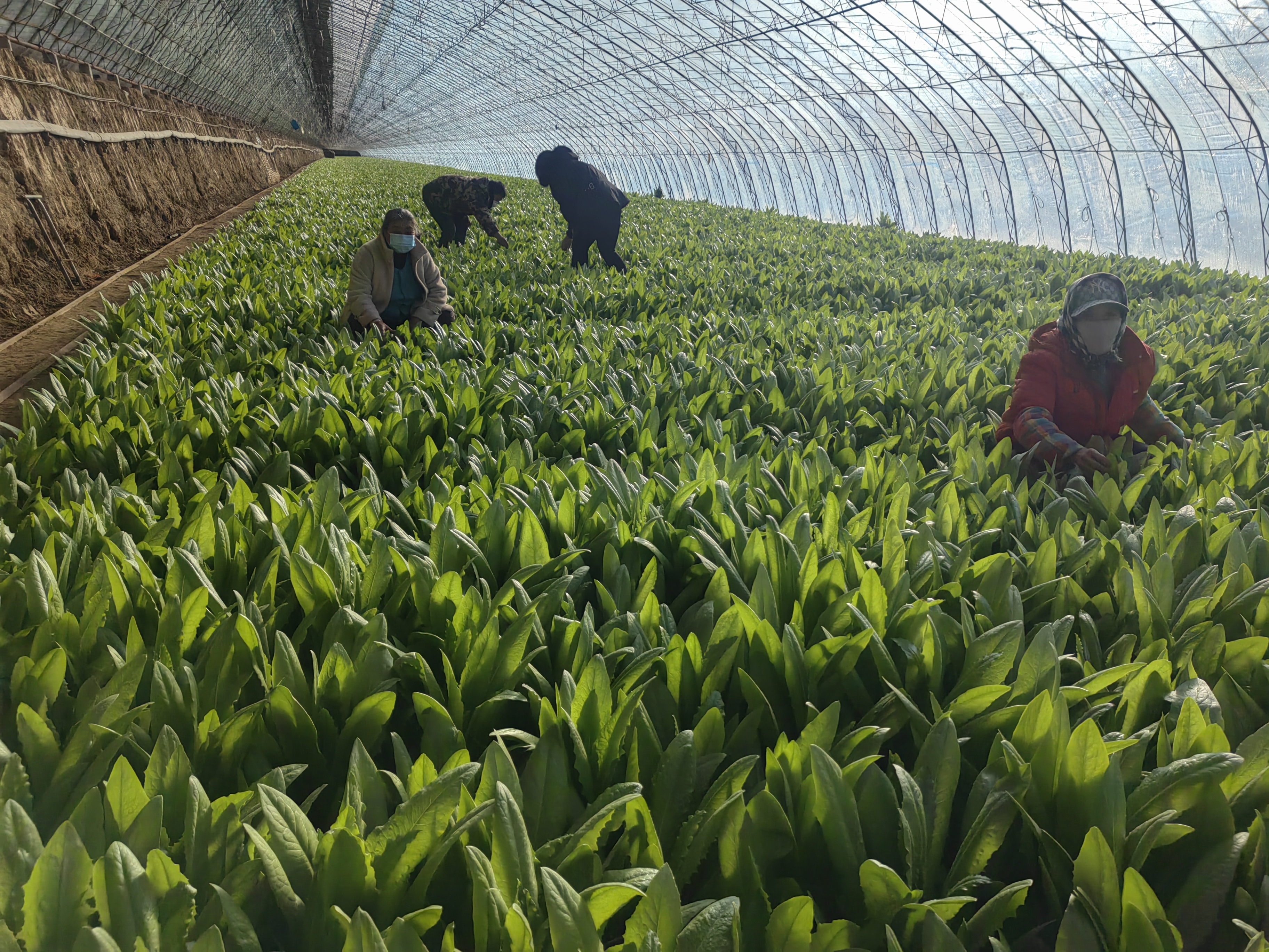 党建引领助春耕凝心聚力促振兴,党建促农民致富增收