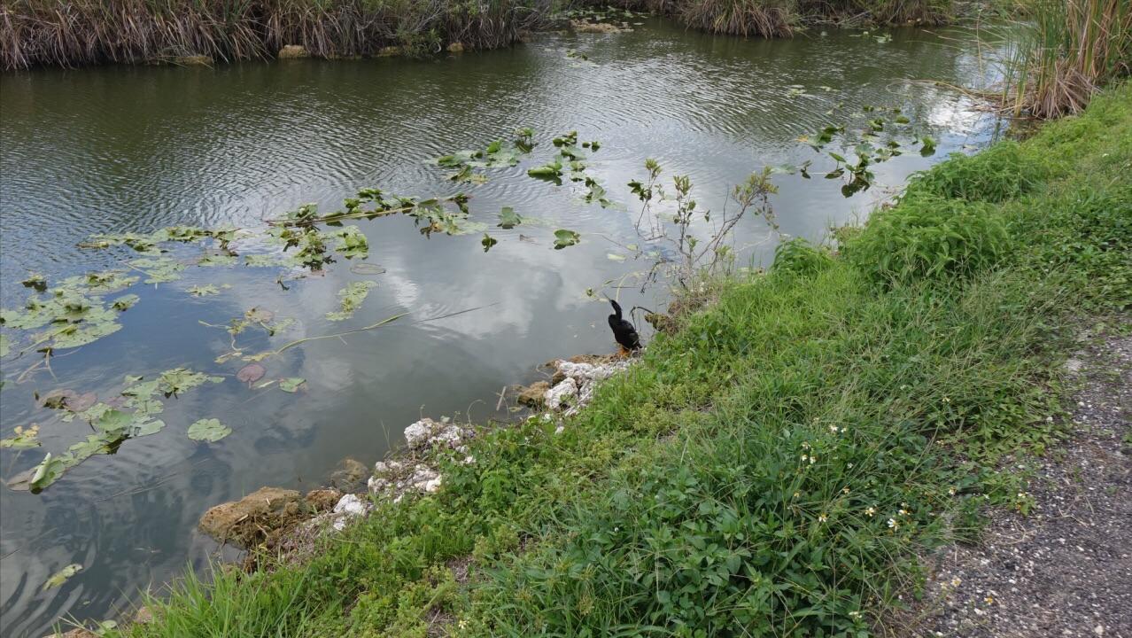 美国佛州最大缅甸蟒,美国蟒蛇泛滥原因