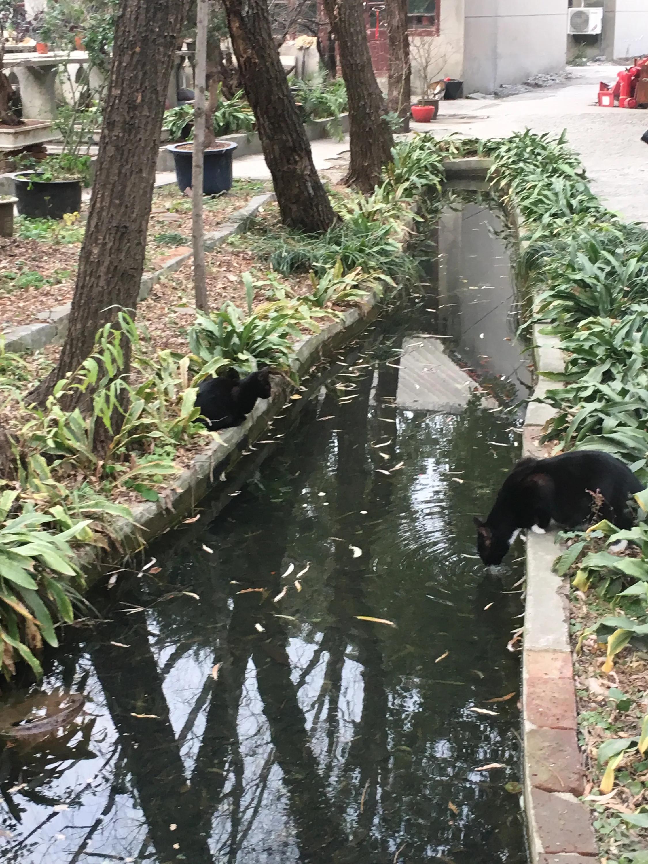 苏州西园寺猫咪图片高清,别样苏州