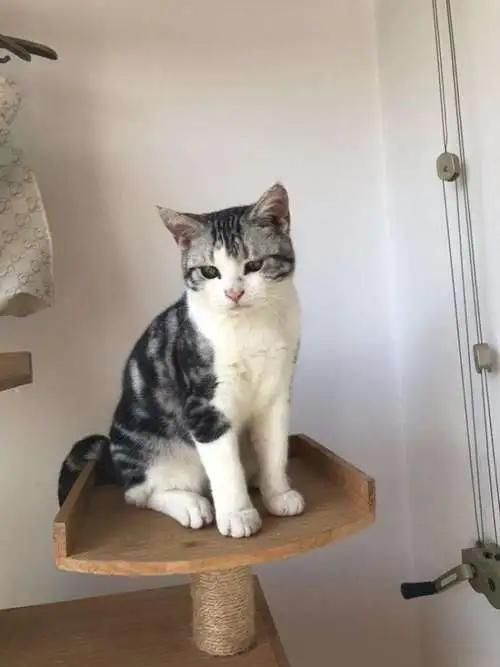 短毛猫猫砂盆,东方短毛猫需要多大的猫砂盆