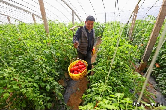 泾阳普罗旺斯沙瓤西红柿销量第一,陕西泾阳普罗旺斯沙瓤西红柿