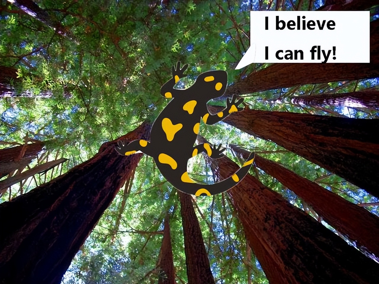 蝾螈从高处摔下来了,流浪蝾螈