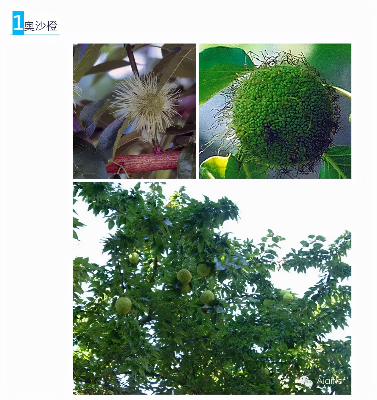 世界最好吃的水果十大排行,世界最营养又好吃的水果有哪些