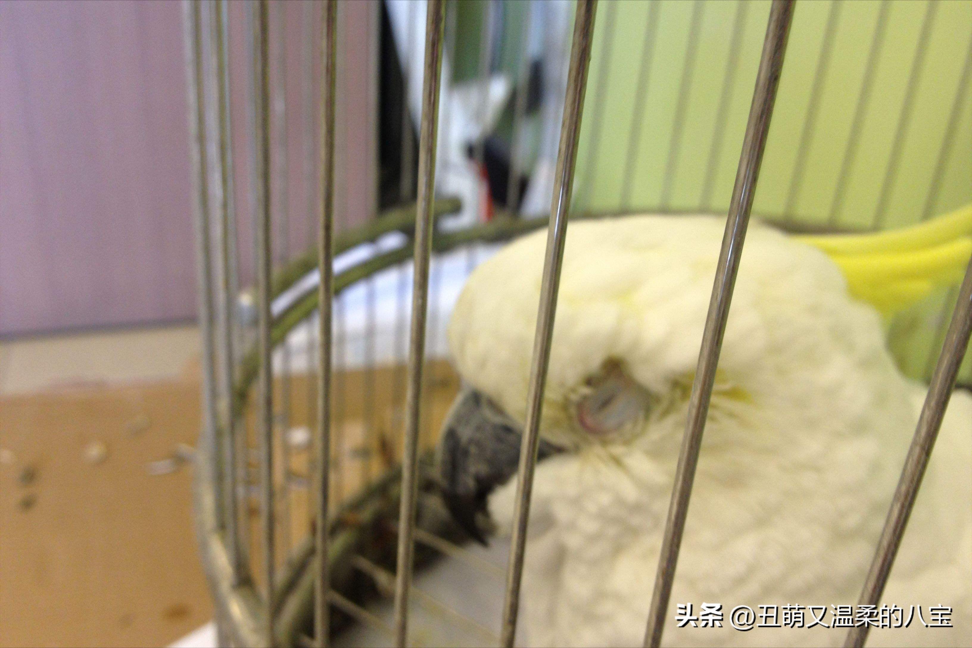 鹦鹉单眼伤风怎么治疗,鹦鹉单眼伤风怎么预防