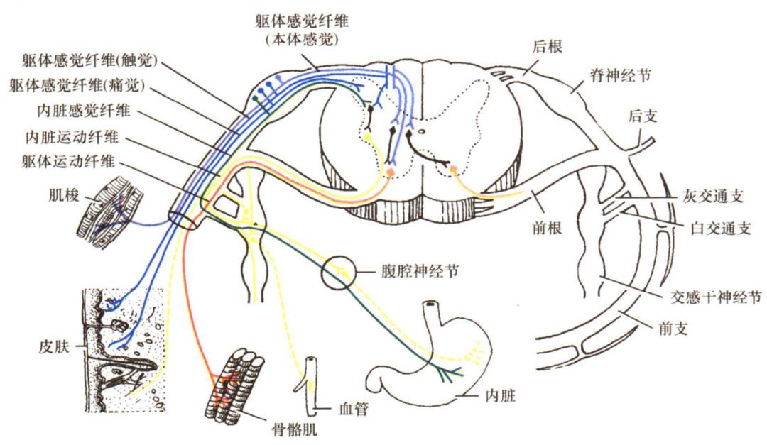 脊柱的神经支配,脊柱神经引起手臂疼痛