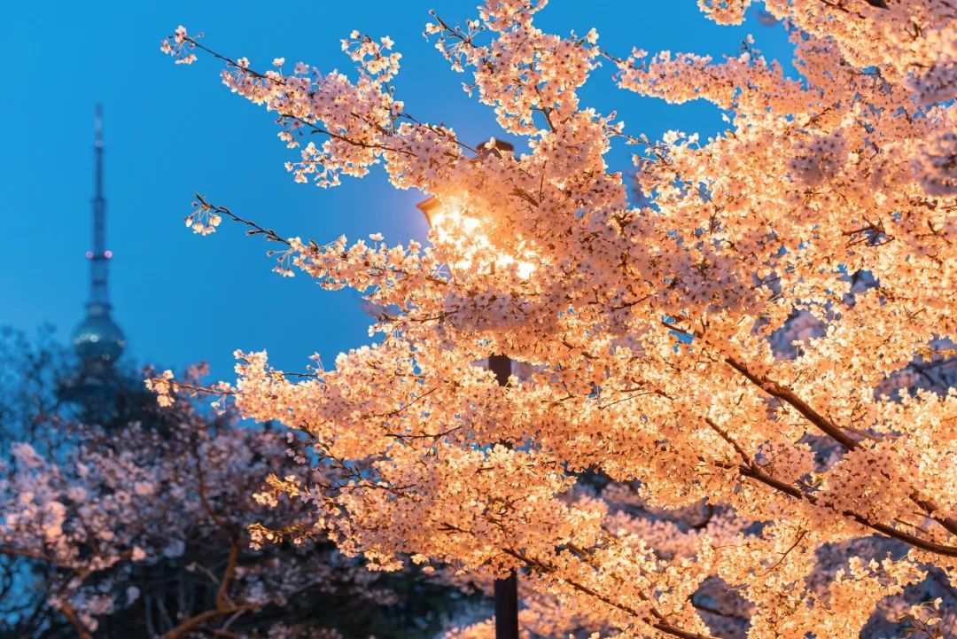 疫情快过去吧，我不想错过这座海滨老城的春天