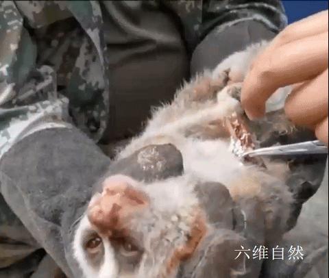 云南蜂猴,蜂猴受伤