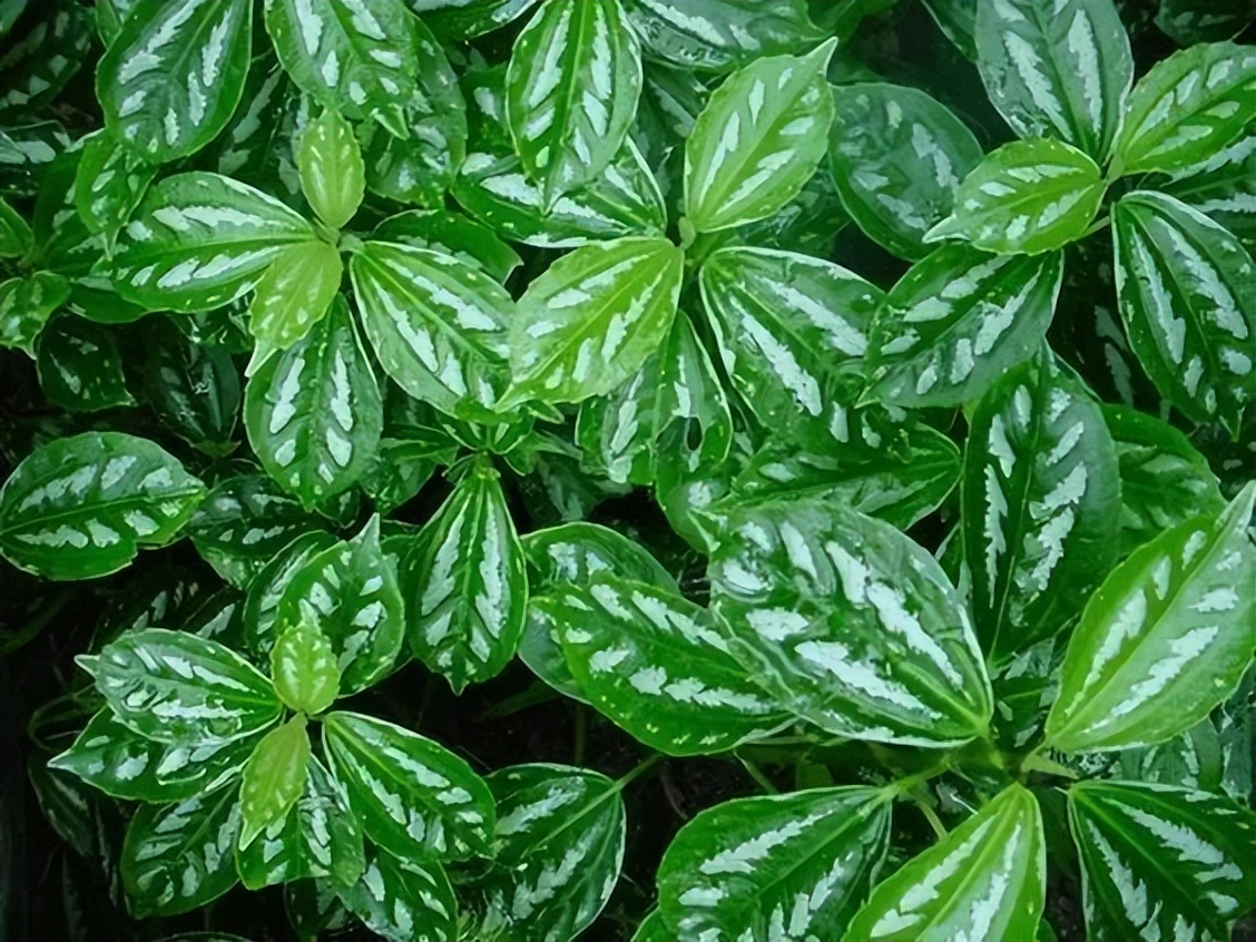 种什么蔬菜可吸甲醛,适合家庭种植的除甲醛植物