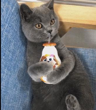 猫咪掉毛需要补充什么营养,猫咪怀孕需要吃什么补充营养