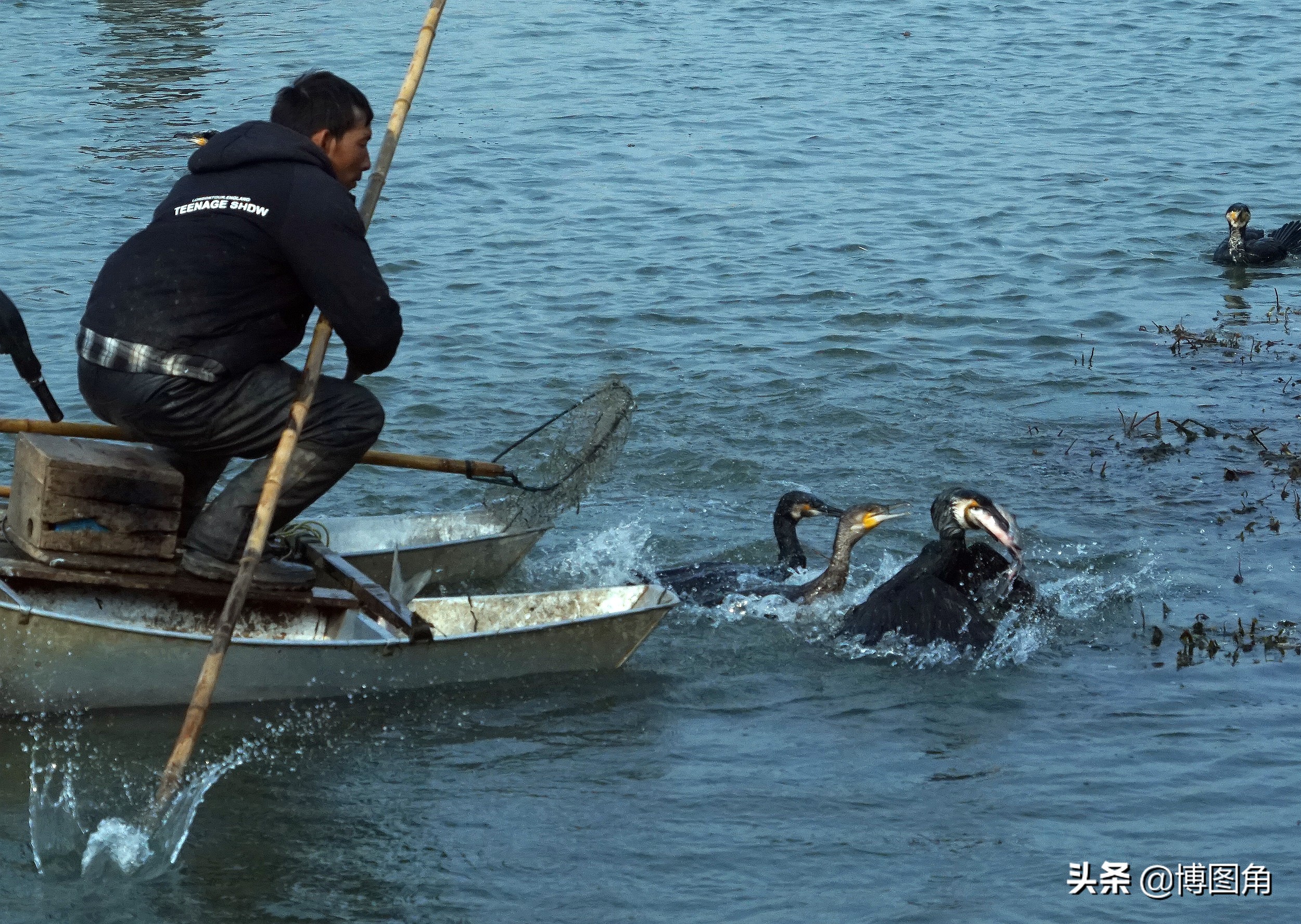 80年代农村鱼鹰捕鱼,渔民与鸬鹚捕鱼图片