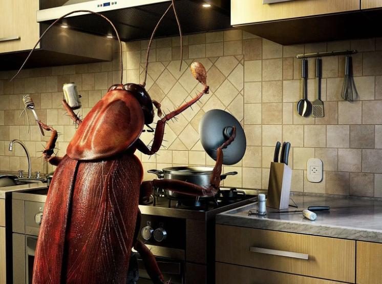 家里的蟑螂怎么彻底消灭,家里的蟑螂怎么才能消灭干净