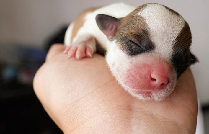 如何挑选幼犬？下面4个方法，让你养到心仪的狗狗