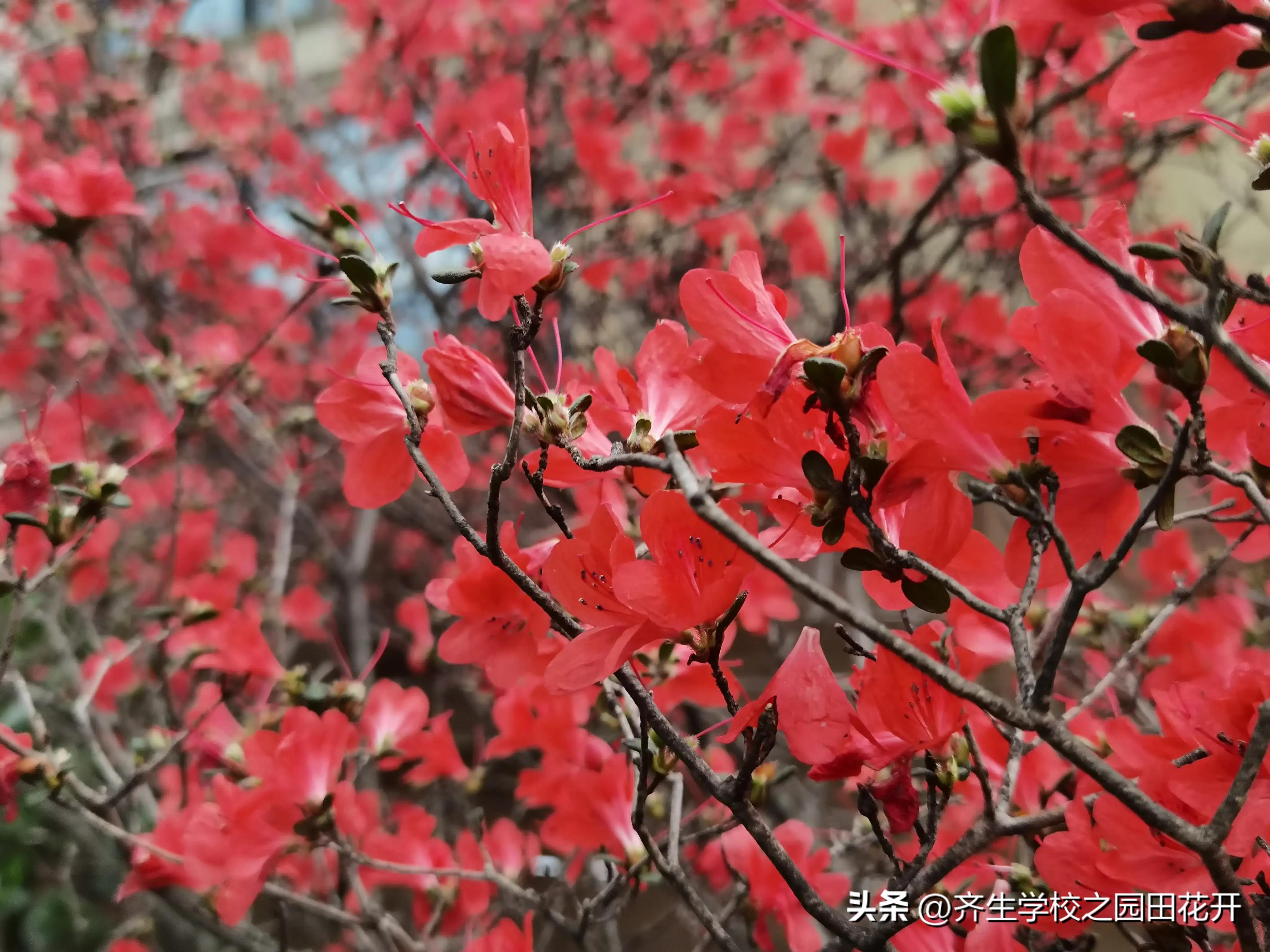 理想花园质量问题,花园庭院设计2024年新趋势