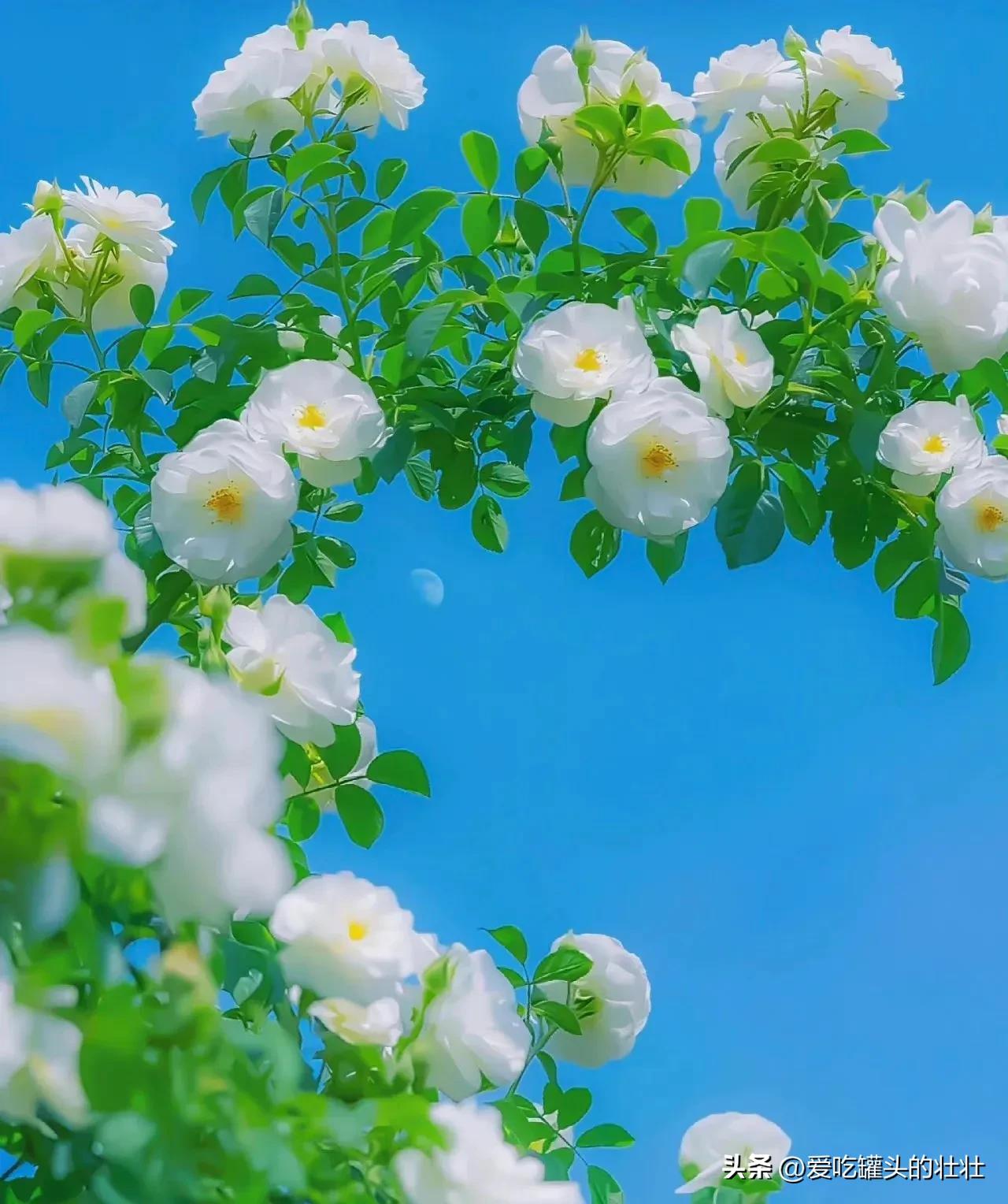 人最大的愚蠢就是欲盖弥彰,人生最大的损失就是愚蠢