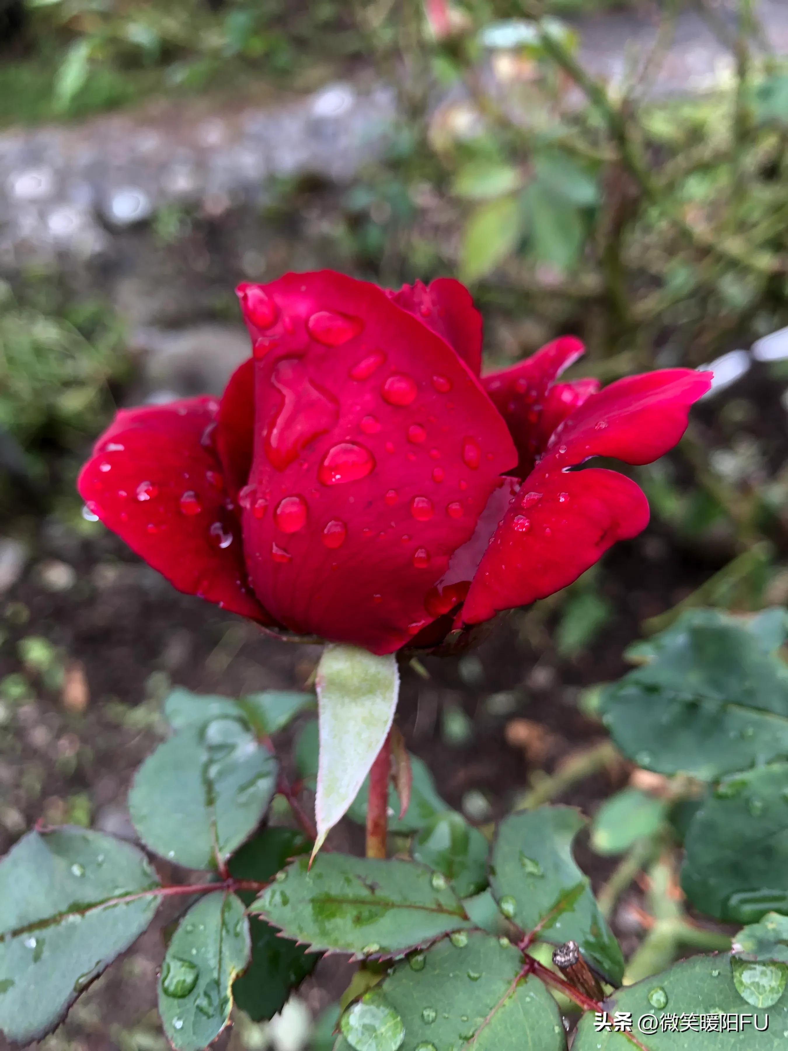 品尝墨红玫瑰,娇艳动人免费阅读