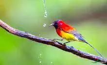 现实里的真正的凤凰,你见过真正的凤凰吗