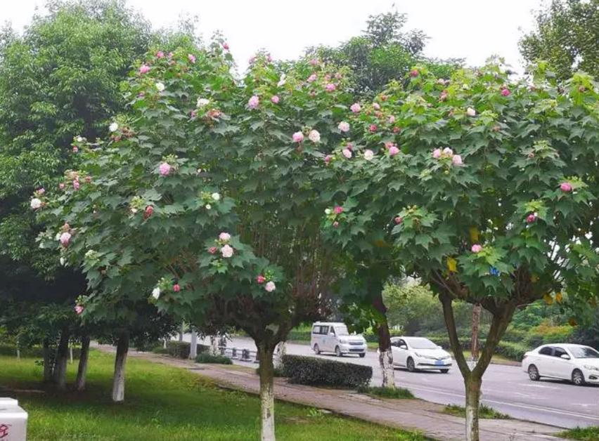 鎴愰兘缇庡悕,鎴愰兘甯傝姳鑺欒搲鑺卞洯