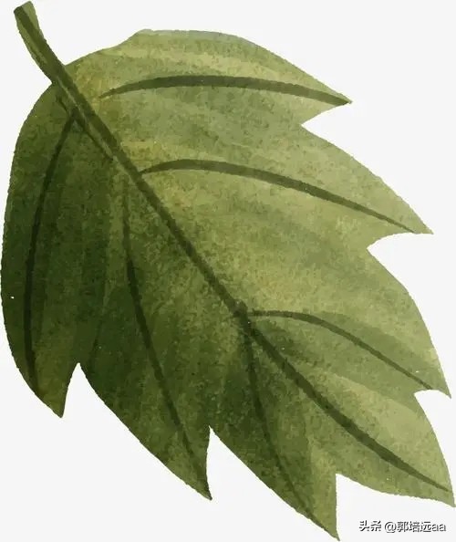 一小伙卖树叶一天挣12000,贵州女子巧用树叶赚大钱