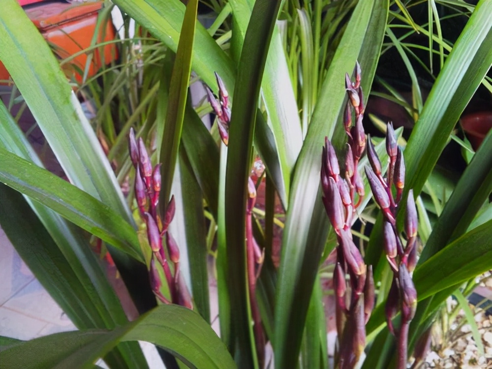 什么兰是最流行的兰花呢,兰花中哪个品种最好看又好养