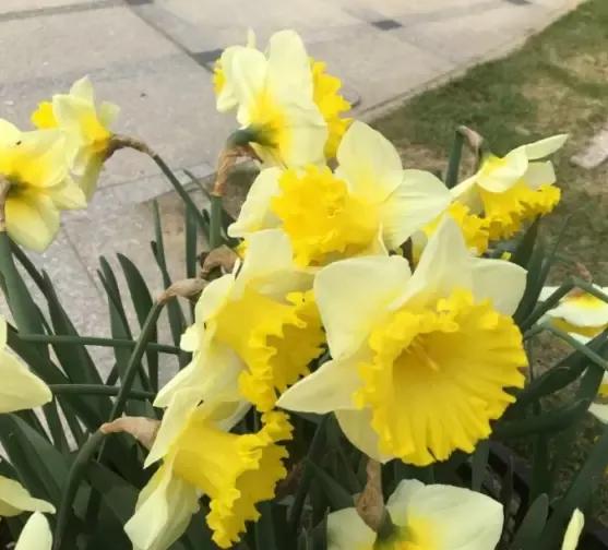 漂亮的郁金香随手一拍都是美景,春天的郁金香花海美得不可方物