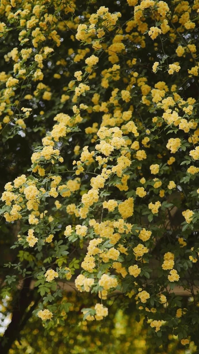 黄色碎花壁纸,白色郁金香花田壁纸