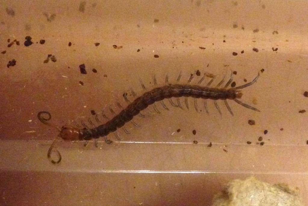 房间为什么有很多小蜈蚣,房间里出现小蜈蚣怎么办