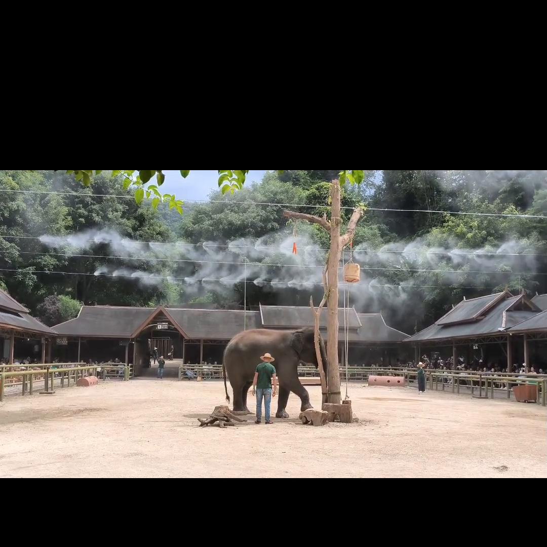 野象谷热带雨林景区,野象谷热带雨林景区表演时间