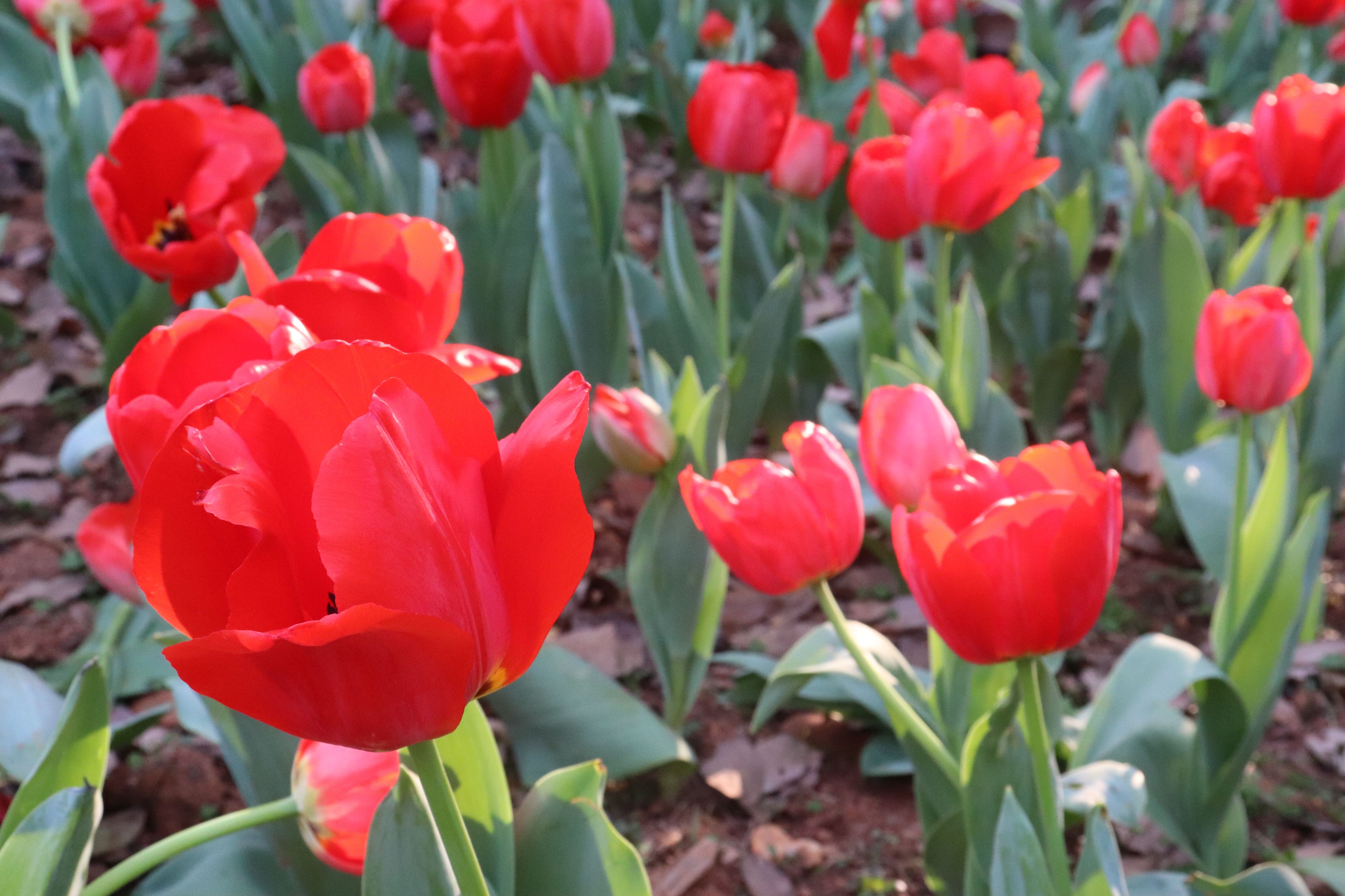卷烟厂检验工累不累,卷烟厂的工作累不累