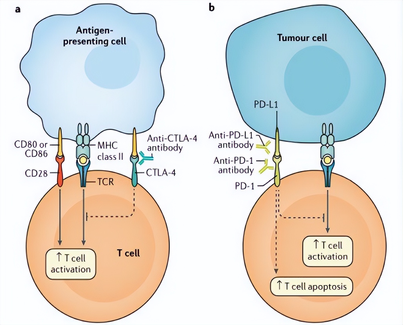 谢雯教授,谢雯长沙医学院