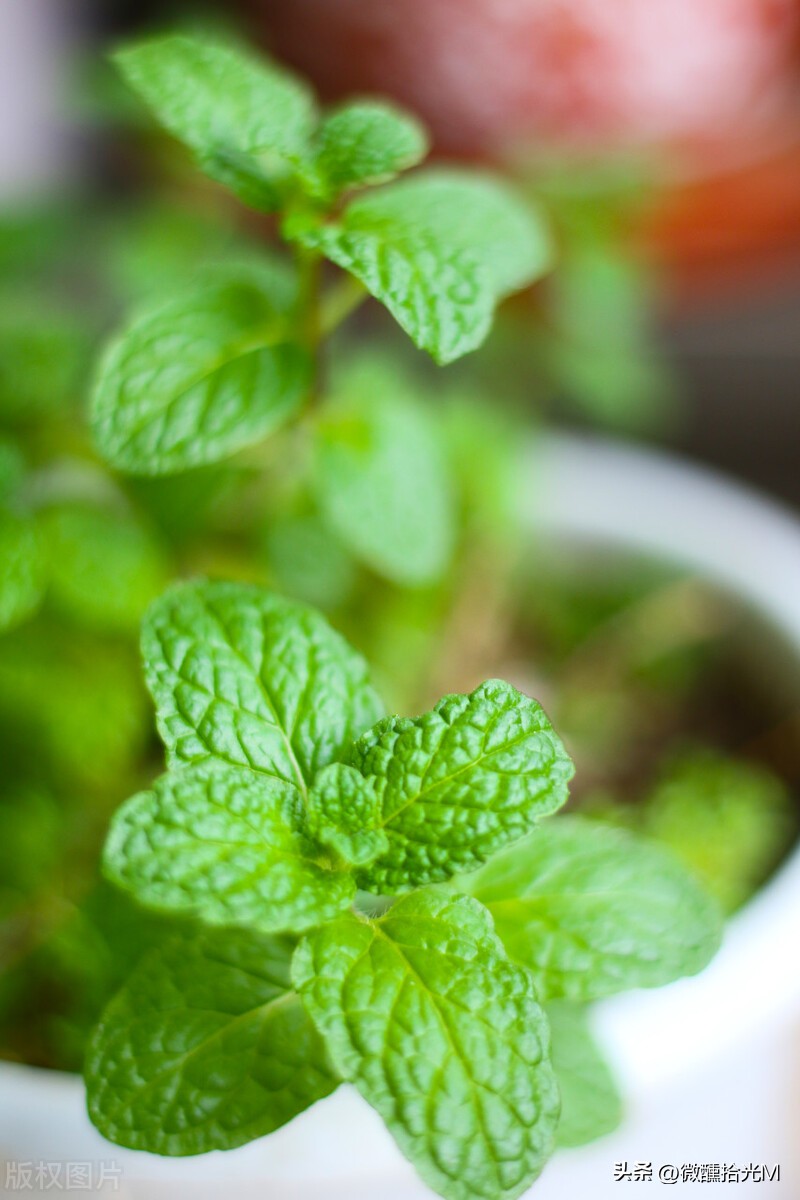 新装修的房子除甲醛，选对这10种绿植，拥有清新健康环境