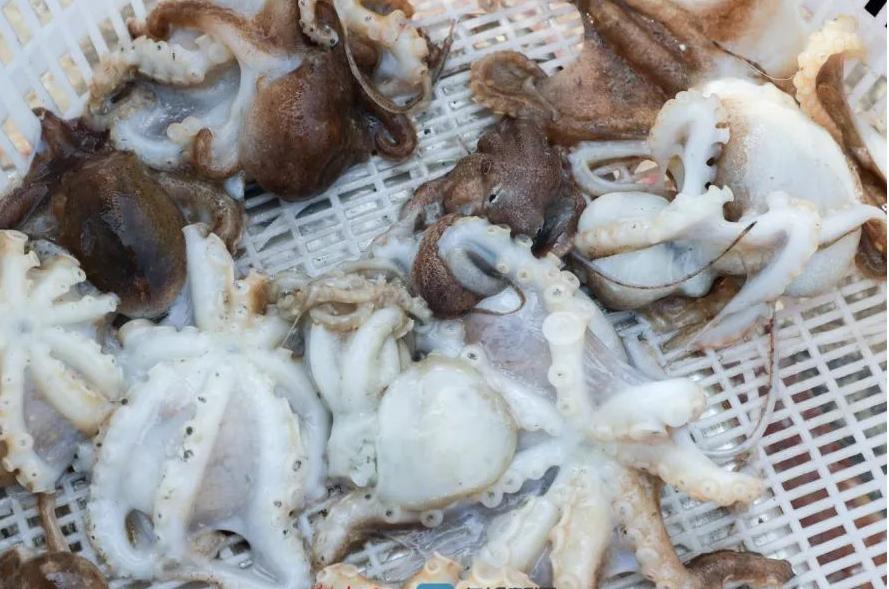 日照海鲜攻略指南本地人吐血整理,全方面解析日照海鲜攻略收藏版