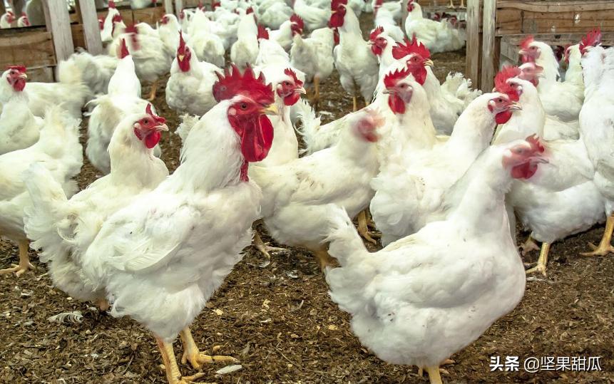 巴西国土资源有多好,巴西盛产什么农业产品