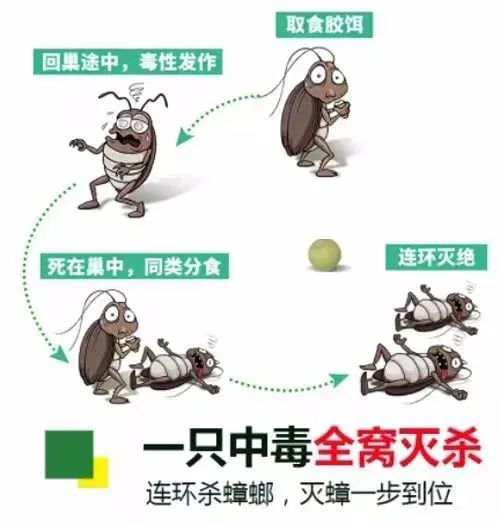 蟑螂消灭方法及蟑螂药哪种好,根除蟑螂有什么特效药和妙招