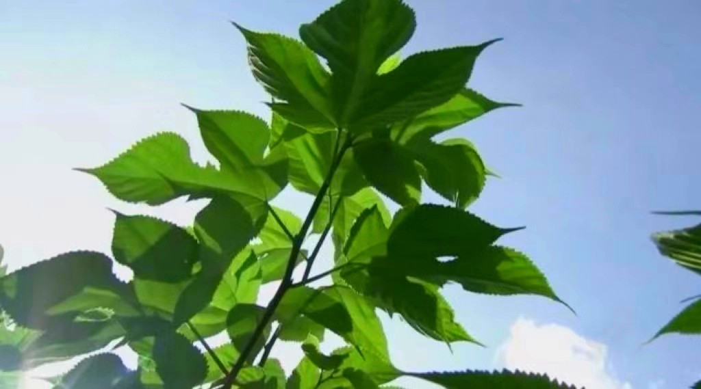 山西矿老板发现养殖商机种植构树,矿老板被骂