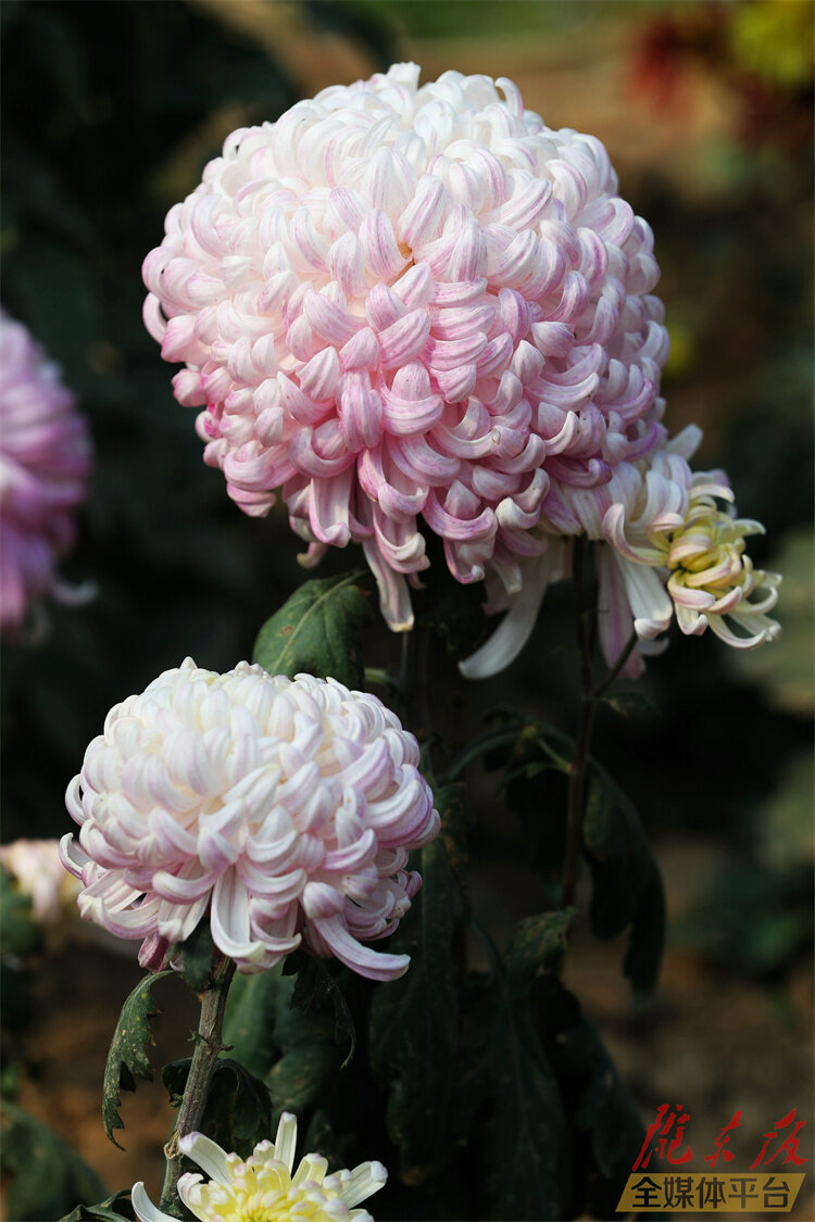 寒花已开尽菊蕊独盈枝的意思,寒花开已尽菊蕊独盈枝杜甫