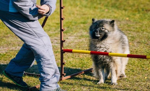 想让狗能听懂你的话怎么办,想让狗狗听人话