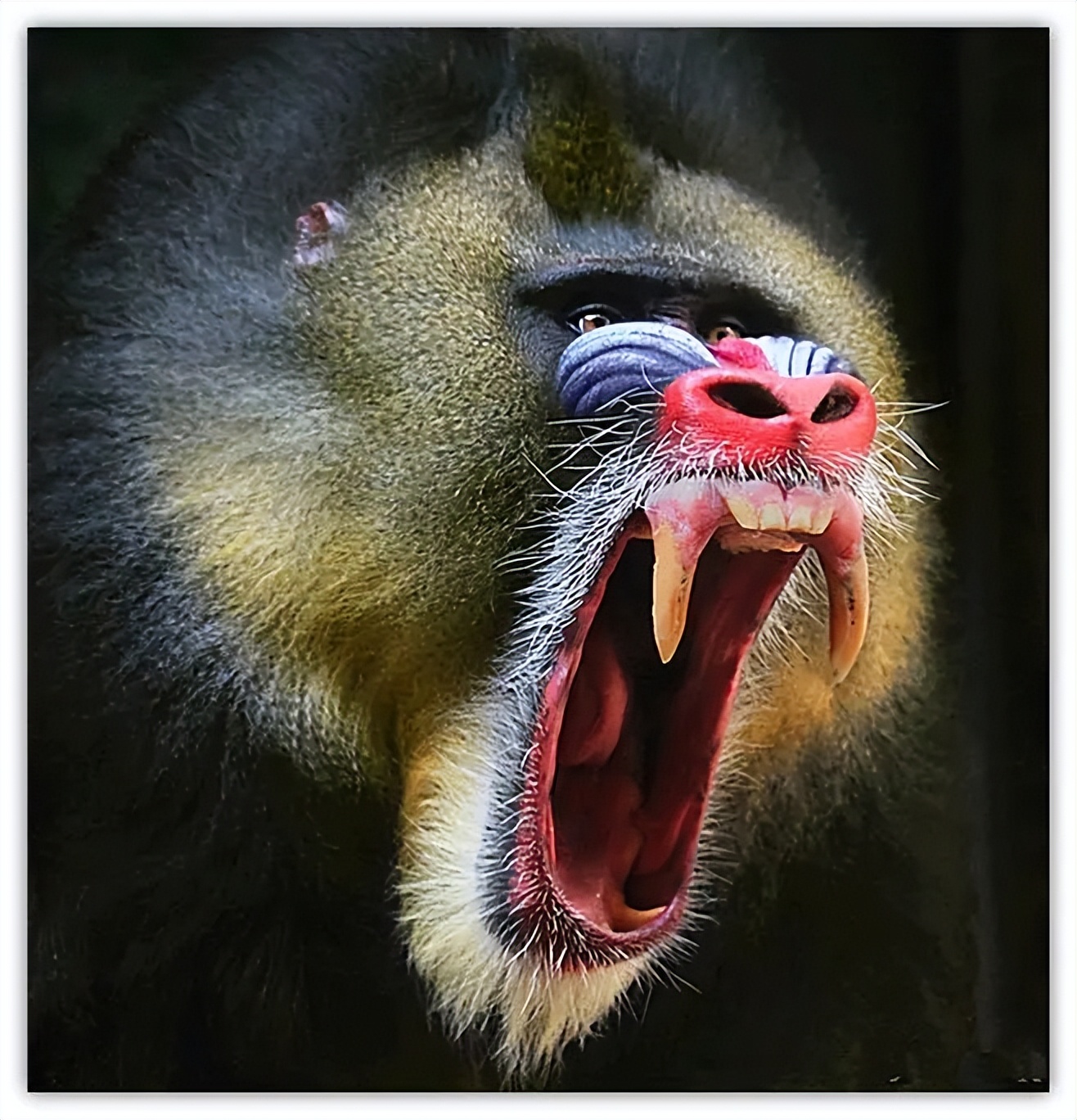 山魈是哪一类猴子,传说中的山魈到底是什么