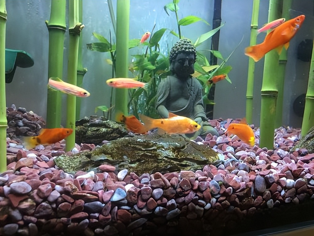 鱼缸灯养龟起什么作用,观赏鱼鱼缸灯怎么选