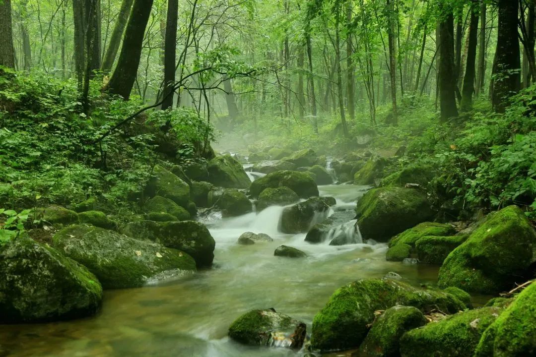 美好的夏天一切都在盛放,一切都从这个美好的夏天开始
