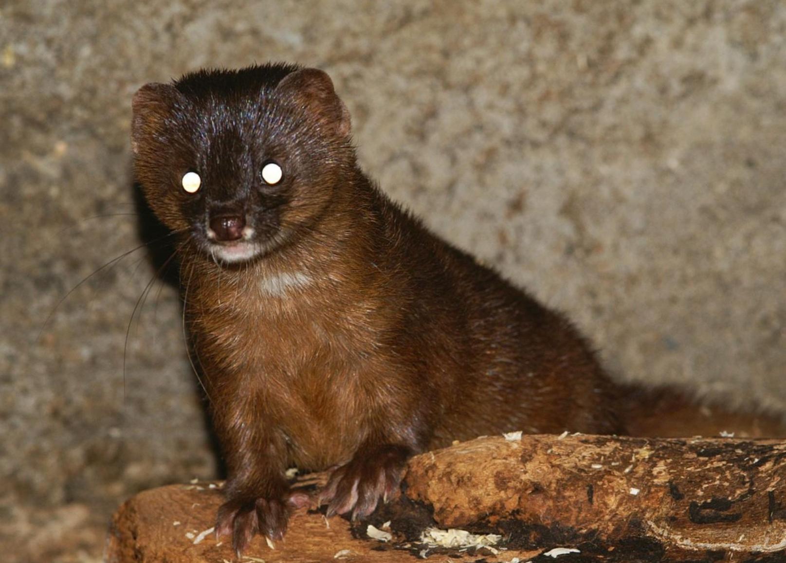 捕杀黄鼠狼违法吗,捕杀黄鼠狼怎么处罚