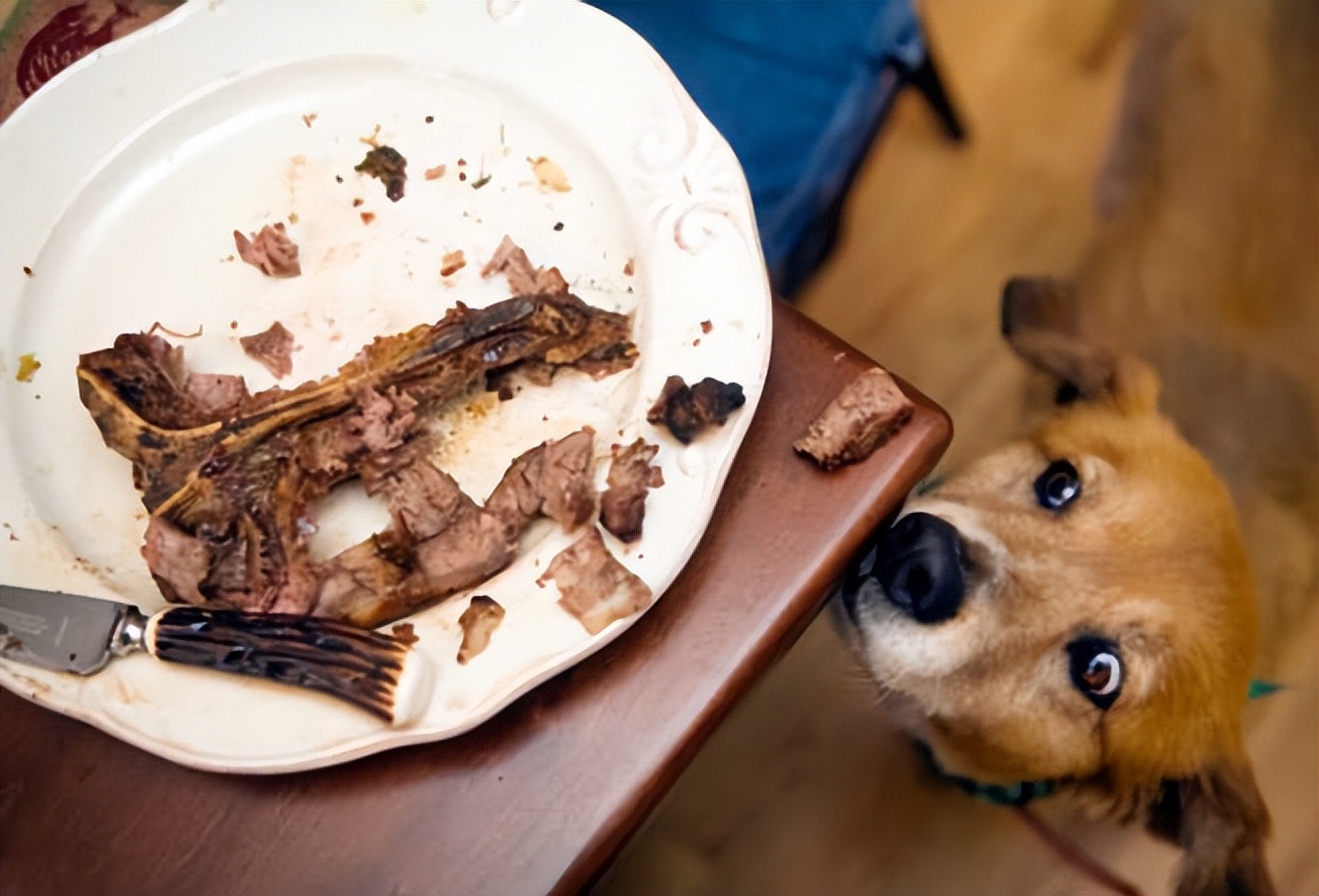 狗狗不能吃胡椒粉,狗狗不能吃洋葱是真的假的